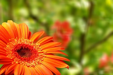 Beautiful nature scene, mature flower.