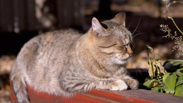 Tired Homeless Gray Tabby Cat Sleeps on a Wooden Fence in the Sun. Lonely, street pet warming up, resting in warm rays of sunshine outdoor in the park. Adorable, carefree fluffy animal. Wildlife. 4K.