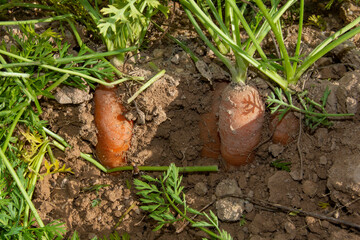 Zanahorias en el huerto