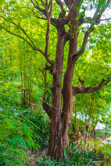 Tropical jungle forest with a big tree Luang Prabang Laos.