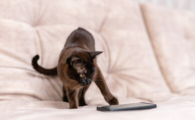 Obraz premium Black cat with white whiskers looking suspiciously at the phone. Cat stretching its paw to smartphone. Pet and modern gadget on the couch.