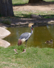 grey crowned crane on sunny day