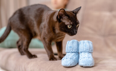 Domestic cat came to the little knitted baby booties standing on the sofa. Suspicious cat smelling socks for a newborn child. Beautiful cat and baby socks at the blurred background.