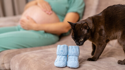 Obraz premium Pretty black cat smelling cute baby booties on the sofa. Kitty checking up the unknown subject. Pregnant lady holding her tummy at the backdrop.