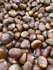 Chataigne Marron 