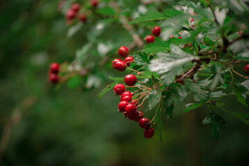red berries on a bush