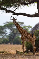 Giraffe in Kenya on safari, Africa. The giraffe is an African artiodactyl mammal, the tallest living terrestrial animal and the largest ruminant - 470332255
