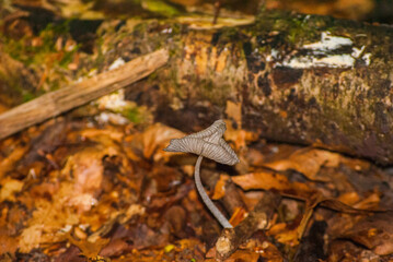 mushrooms in the forest
