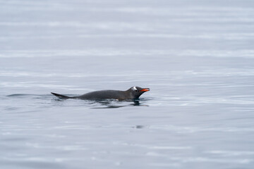 Gentoo Penguin swimming in Antarctica