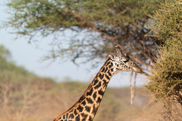 Giraffe in Kenya on safari, Africa. The giraffe is an African artiodactyl mammal, the tallest living terrestrial animal and the largest ruminant - 470332657