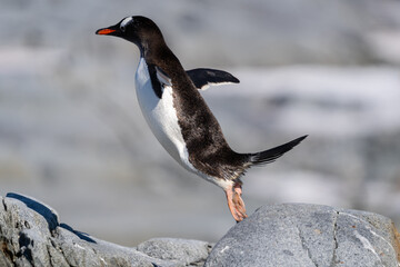 Gentoo Penguin jumping in Antarctica