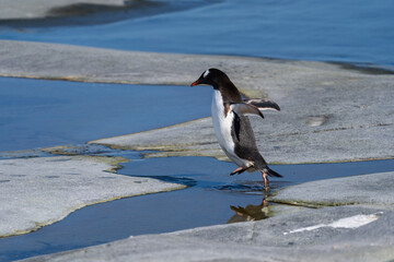Gentoo Penguin jumping across puddle in Antarctica
