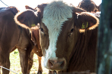 Tiere auf dem Bauernhof
