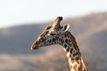 Giraffe in Kenya on safari, Africa. The giraffe is an African artiodactyl mammal, the tallest living terrestrial animal and the largest ruminant - 470333068