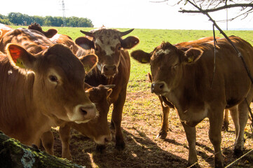 Tiere auf dem Bauernhof
