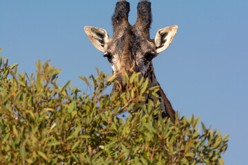 Giraffe in Kenya on safari, Africa. The giraffe is an African artiodactyl mammal, the tallest living terrestrial animal and the largest ruminant - 470333230