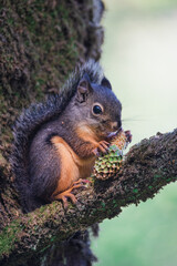 Naklejka na ściany i meble Close up view of a Douglass squirrel