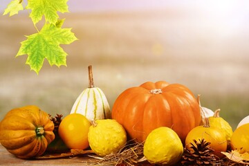 different types of pumpkins, Halloween decorations, lying in the field, mound, large, small,...