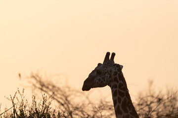 Giraffe in Kenya on safari, Africa. The giraffe is an African artiodactyl mammal, the tallest living terrestrial animal and the largest ruminant - 470333427