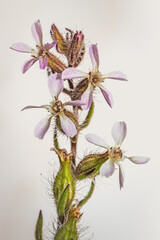 (Silene gallica) common catchfly Wild flowers during spring, Cape Town, South Africa