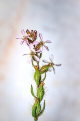 (Silene gallica) common catchfly Wild flowers during spring, Cape Town, South Africa