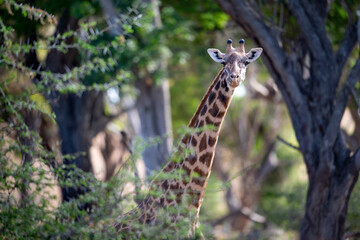 Giraffe in Kenya on safari, Africa. The giraffe is an African artiodactyl mammal, the tallest living terrestrial animal and the largest ruminant - 470333821