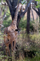 Giraffe in Kenya on safari, Africa. The giraffe is an African artiodactyl mammal, the tallest living terrestrial animal and the largest ruminant - 470333822