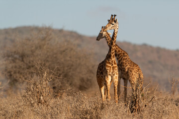 Giraffe in Kennya on safari, Africa. African artiodactyl mammal, the tallest living terrestrial animal and the largest ruminant.  - 470334061