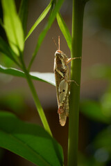 Grasshopper