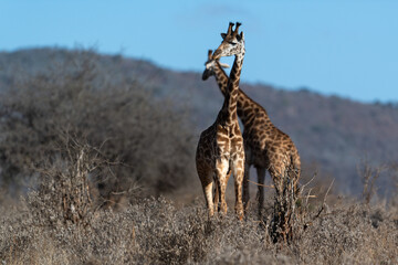 Giraffe in Kennya on safari, Africa. African artiodactyl mammal, the tallest living terrestrial animal and the largest ruminant.  - 470334068