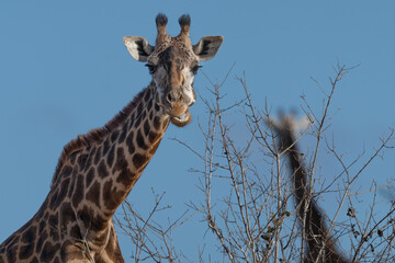Giraffe in Kenya on safari, Africa. The giraffe is an African artiodactyl mammal, the tallest living terrestrial animal and the largest ruminant - 470334091