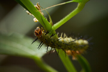 Caterpillars