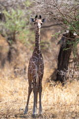 Giraffe in Kennya on safari, Africa. African artiodactyl mammal, the tallest living terrestrial animal and the largest ruminant.  - 470334223