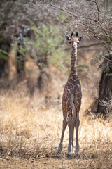 Giraffe in Kennya on safari, Africa. African artiodactyl mammal, the tallest living terrestrial animal and the largest ruminant.  - 470334256