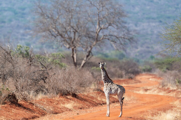 Giraffe in Kennya on safari, Africa. African artiodactyl mammal, the tallest living terrestrial animal and the largest ruminant.  - 470334266