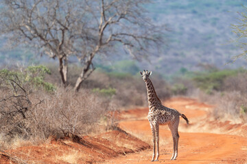Giraffe in Kennya on safari, Africa. African artiodactyl mammal, the tallest living terrestrial animal and the largest ruminant.  - 470334279