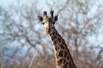Giraffe in Kenya on safari, Africa. The giraffe is an African artiodactyl mammal, the tallest living terrestrial animal and the largest ruminant - 470334295