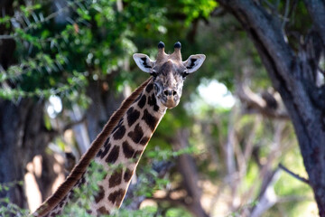 Giraffe in Kenya on safari, Africa. The giraffe is an African artiodactyl mammal, the tallest living terrestrial animal and the largest ruminant