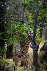Giraffe in Kenya on safari, Africa. The giraffe is an African artiodactyl mammal, the tallest living terrestrial animal and the largest ruminant - 470334413