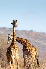 Giraffe in Kennya on safari, Africa. African artiodactyl mammal, the tallest living terrestrial animal and the largest ruminant.  - 470334430