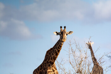 Giraffe in Kenya on safari, Africa. The giraffe is an African artiodactyl mammal, the tallest living terrestrial animal and the largest ruminant - 470334437