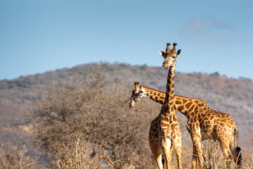 Giraffe in Kennya on safari, Africa. African artiodactyl mammal, the tallest living terrestrial animal and the largest ruminant.  - 470334451