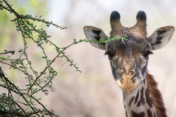 Giraffe in Kenya on safari, Africa. The giraffe is an African artiodactyl mammal, the tallest living terrestrial animal and the largest ruminant - 470334470