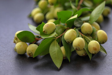 Myrtle berries and myrtle plant on gray background