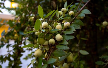 in nature, myrtle fruits and myrtle plant - obrazy, fototapety, plakaty