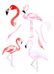 Hand drawn watercolor tropical birds set of flamingo