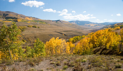 Aspen Trees in Fall at Crested Butte, Colorado