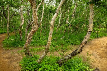 Betula ermanii, or Erman's birch in Kamchatka, Russia