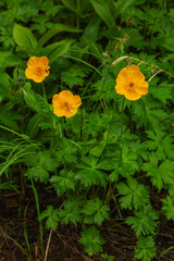 flower of Kamchatka, Russia
