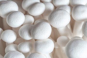 Cluster of white Shimeji mushroom on black background